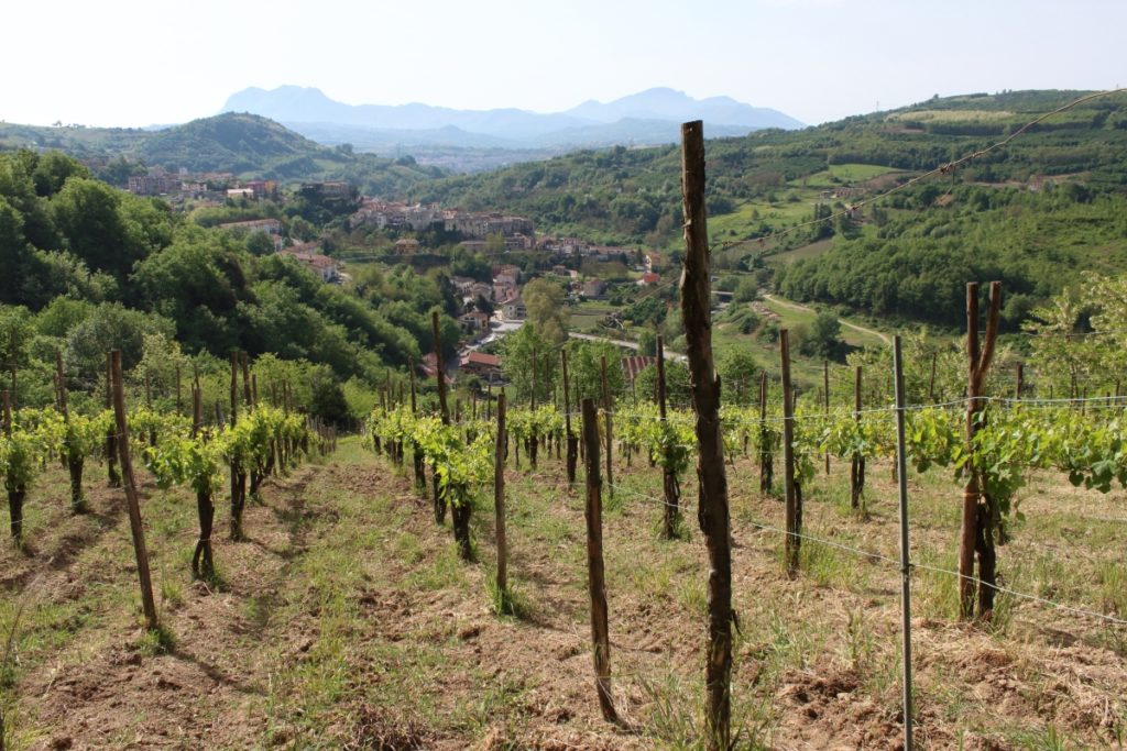 Il vigneto di Torrefavale domina dall'alto il piccolo borgo di Tufo