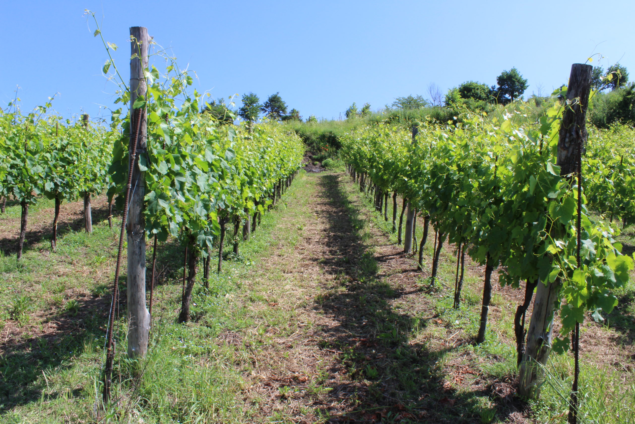 Benito Ferrara e il Greco di Tufo: prime impressioni sui 2019