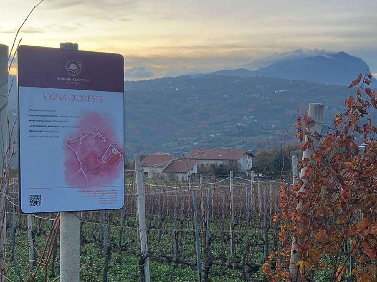 Cantina Antonio Molettieri, i primi vini
